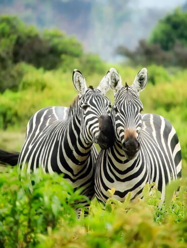 Technologia zwierząt