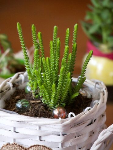 Rośliny w mieszkaniu