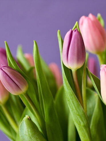 Pielęgnacja tulipanów