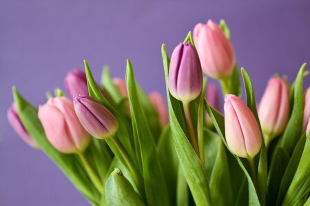 Pielęgnacja tulipanów
